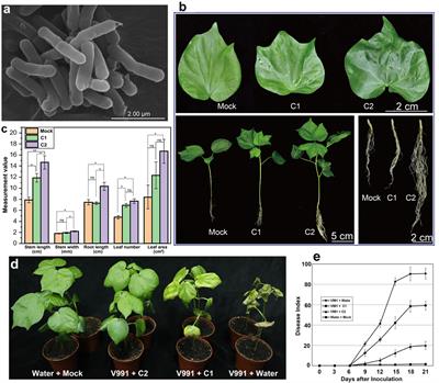 Bacillus circulans GN03 Alters the Microbiota, Promotes Cotton Seedling Growth and Disease Resistance, and Increases the Expression of Phytohormone Synthesis and Disease Resistance-Related Genes